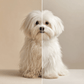 Brosse SPA™-